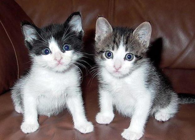 Two Cuties: Submitted by John R. "Willa and Orville were ... Two Cuties: Submitted by John R. "Willa and Orville were ...